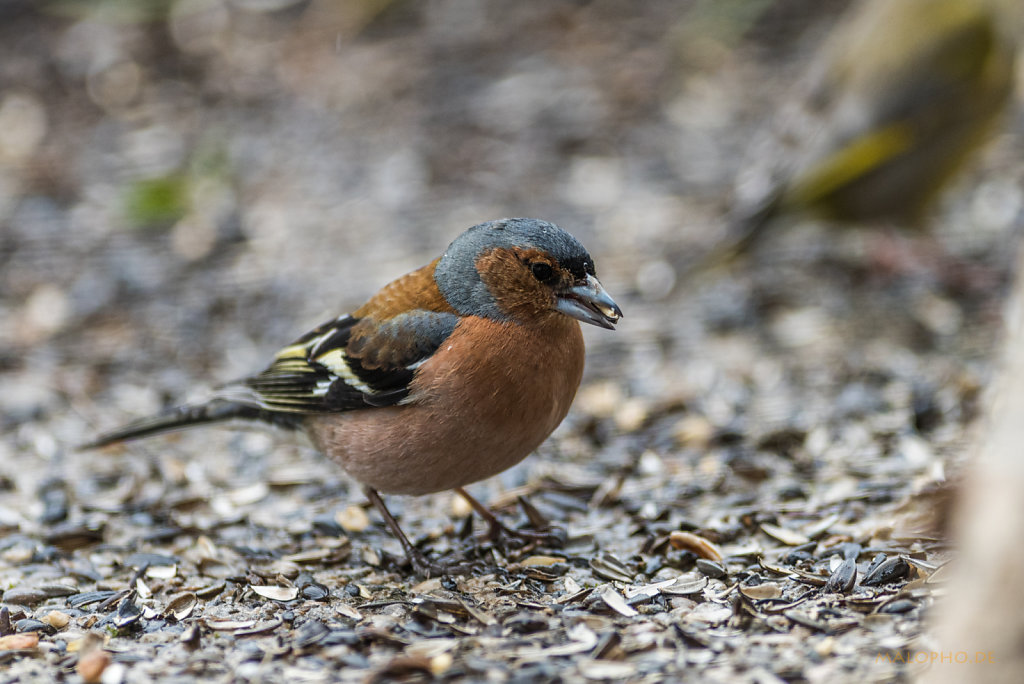 Dompfaff w