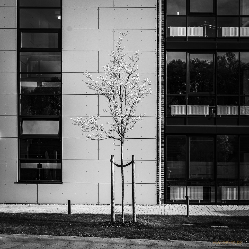 10 | 22 - Baumgeometrie