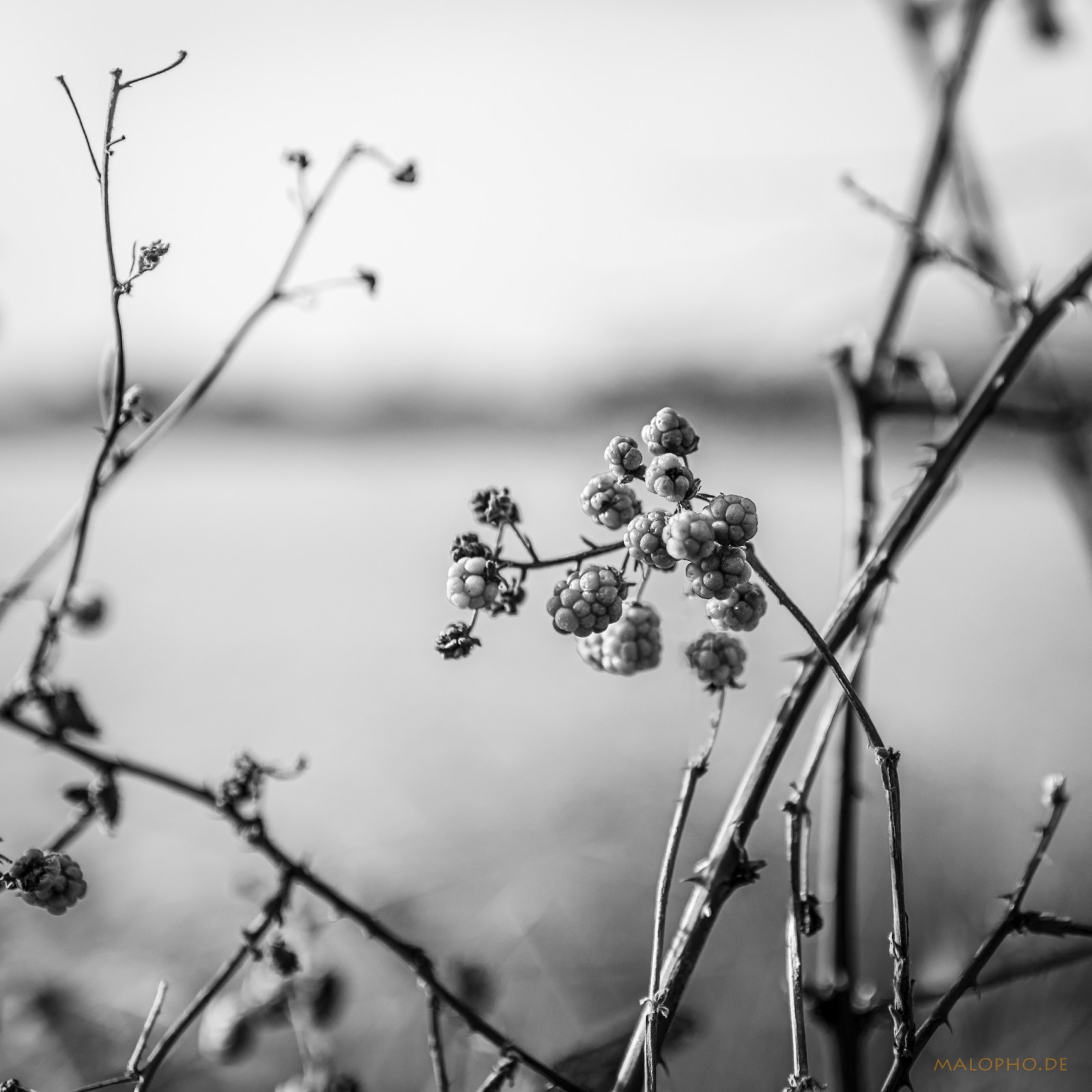 11 | 15 - Moorbeeren