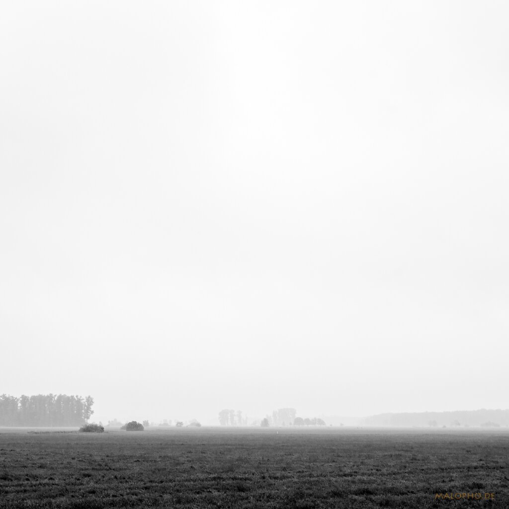 06 | 06 - Schwinge Nebelwiesen