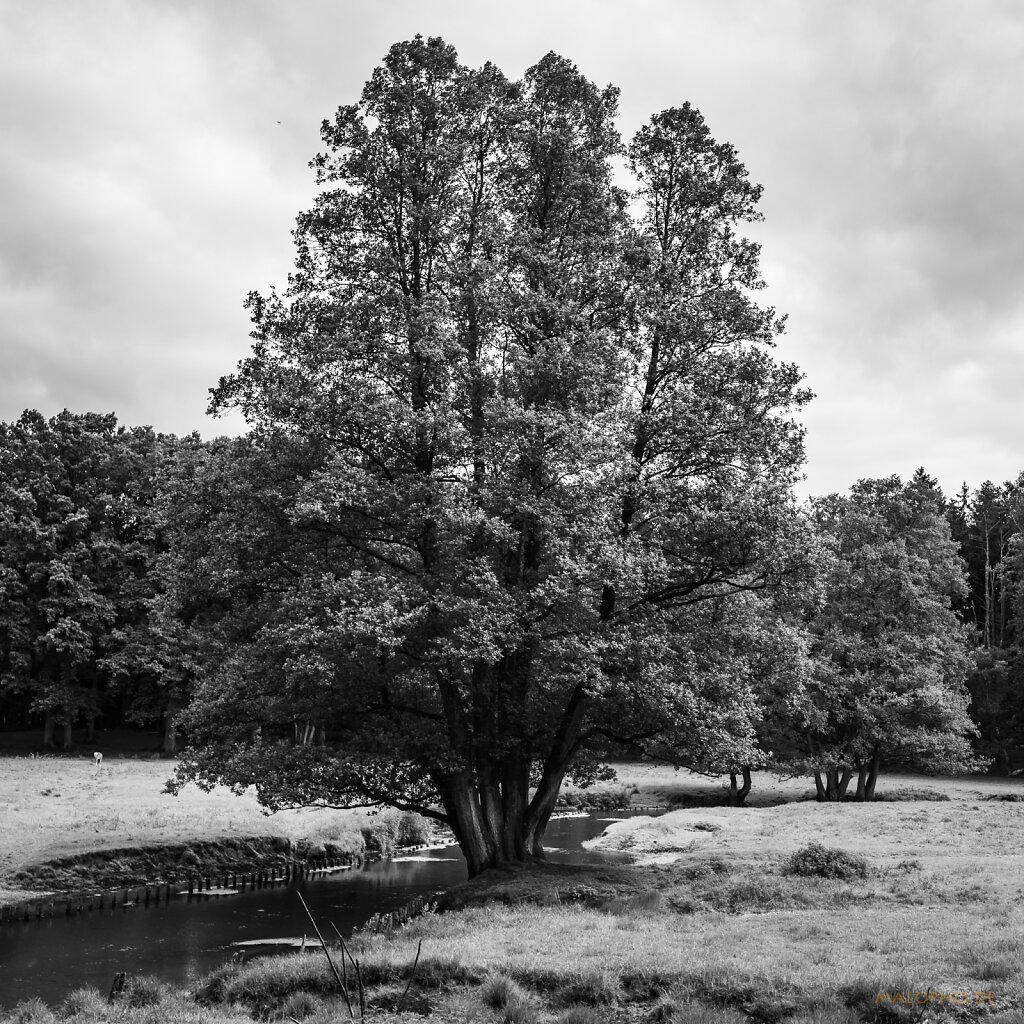 06 | 13 - Wildpark Beweisfoto