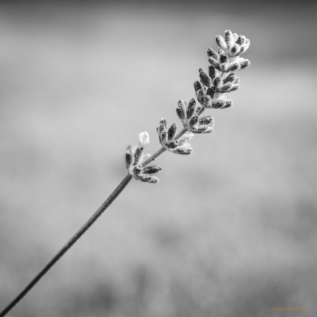 07 | 13 - Lila Glück