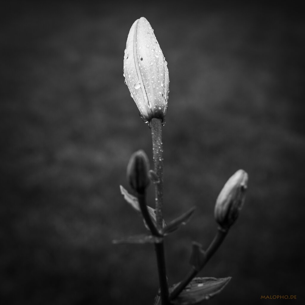 07 | 14 -Dunkellilie II