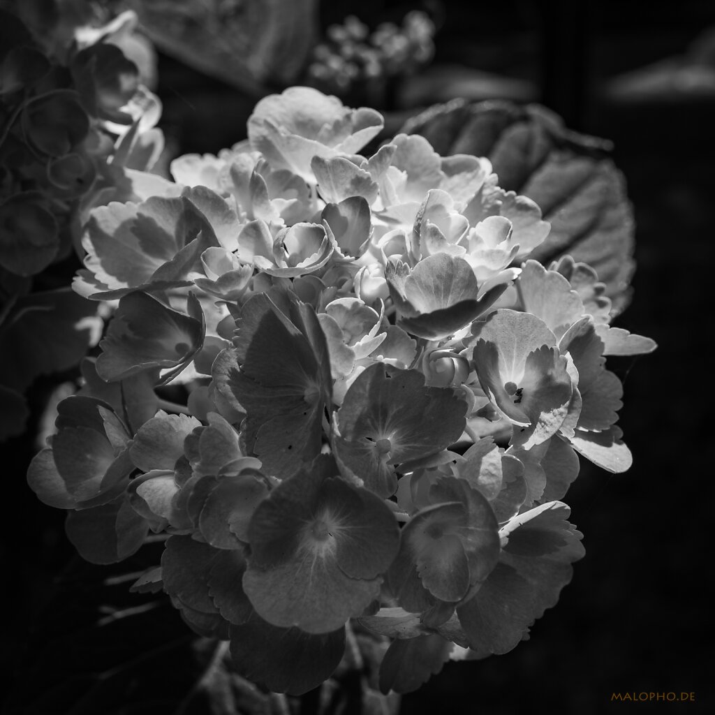 07 | 18 - Blüte an Blüte