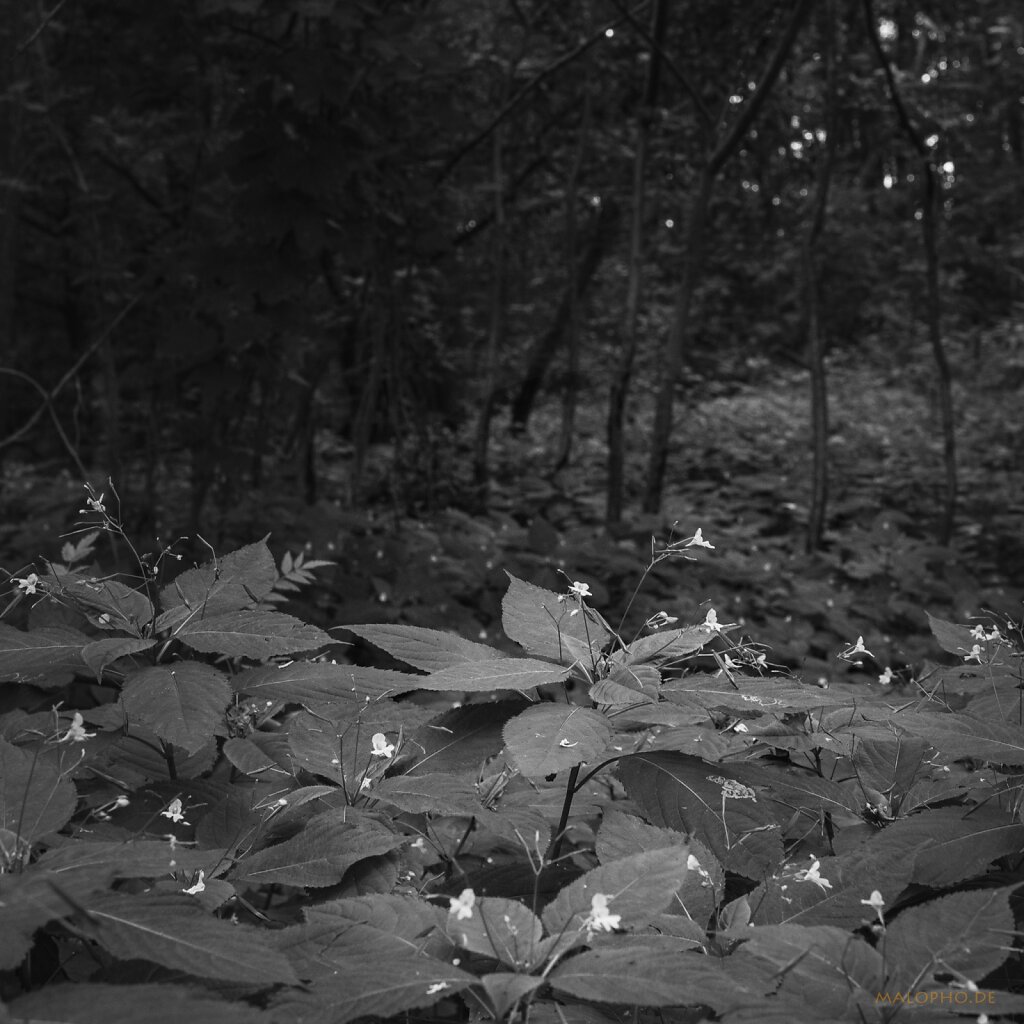 07 | 19 - Waldblüten