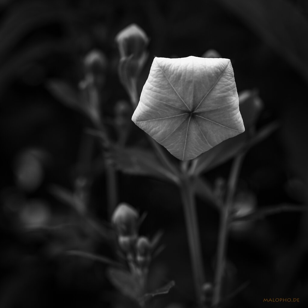 07 | 20 - Fünfeck Weiß