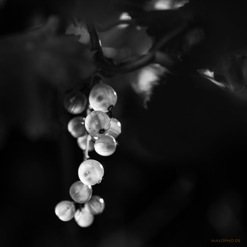08 | 05 - Johannisrot