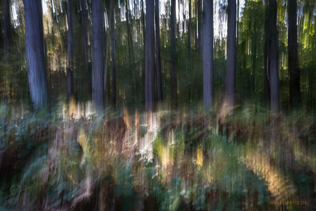 Malerischer Darßwald