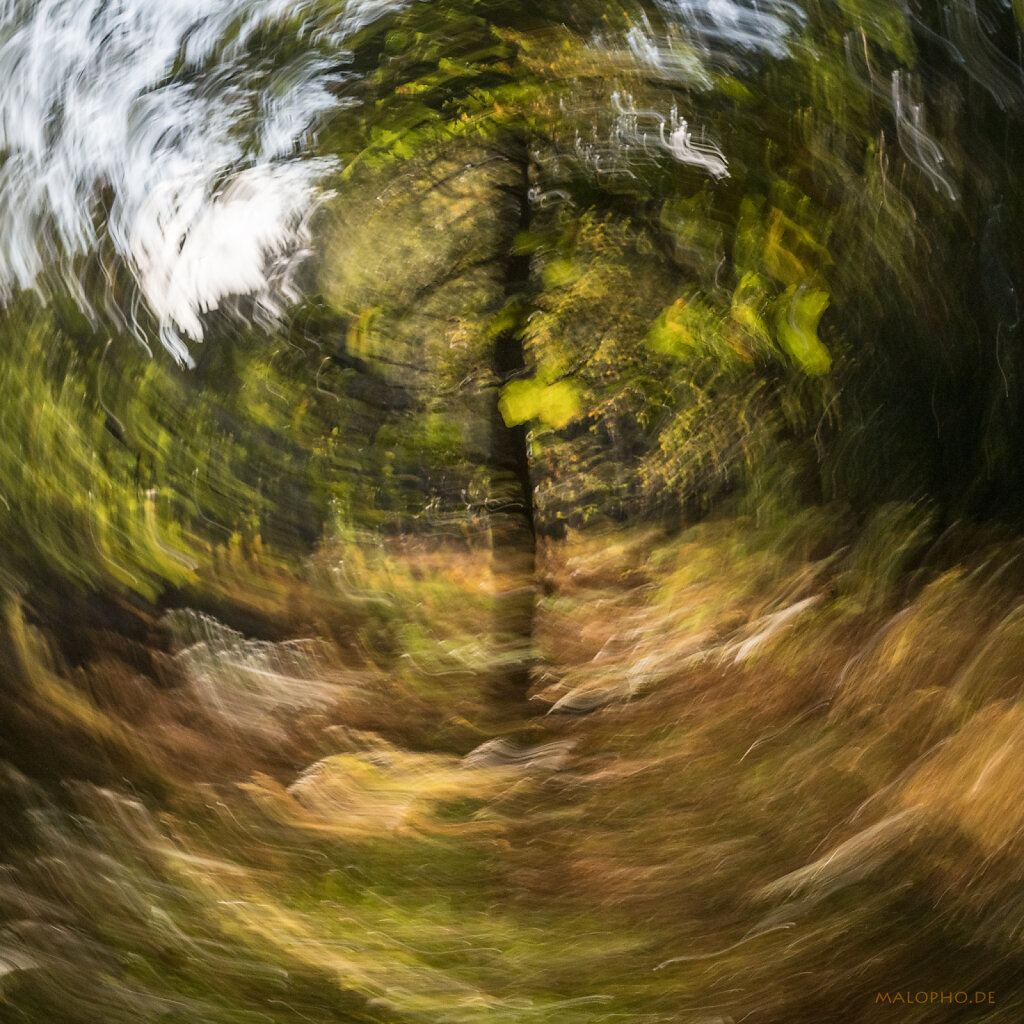 Malerischer Darßwald
