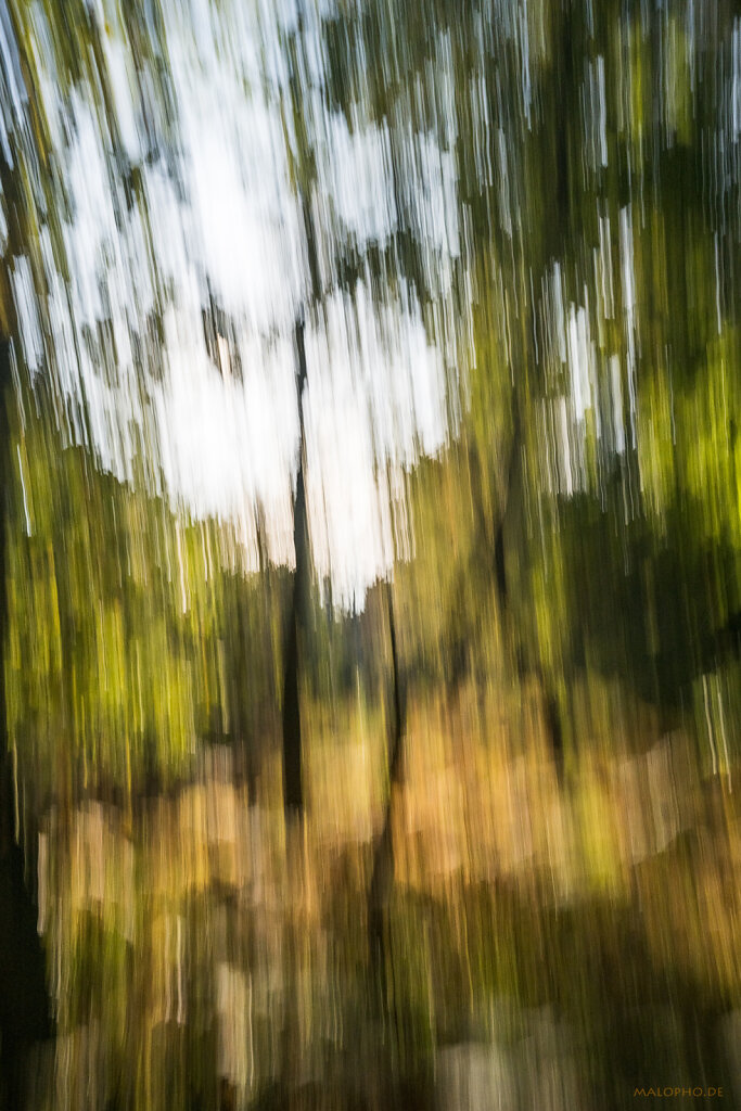 Malerischer Darßwald