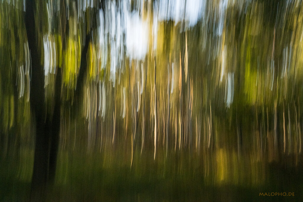 Malerischer Darßwald