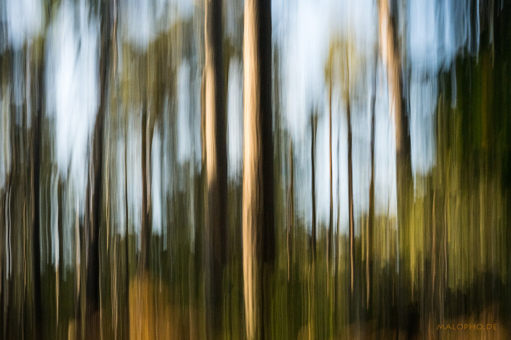 Malerischer Darßwald