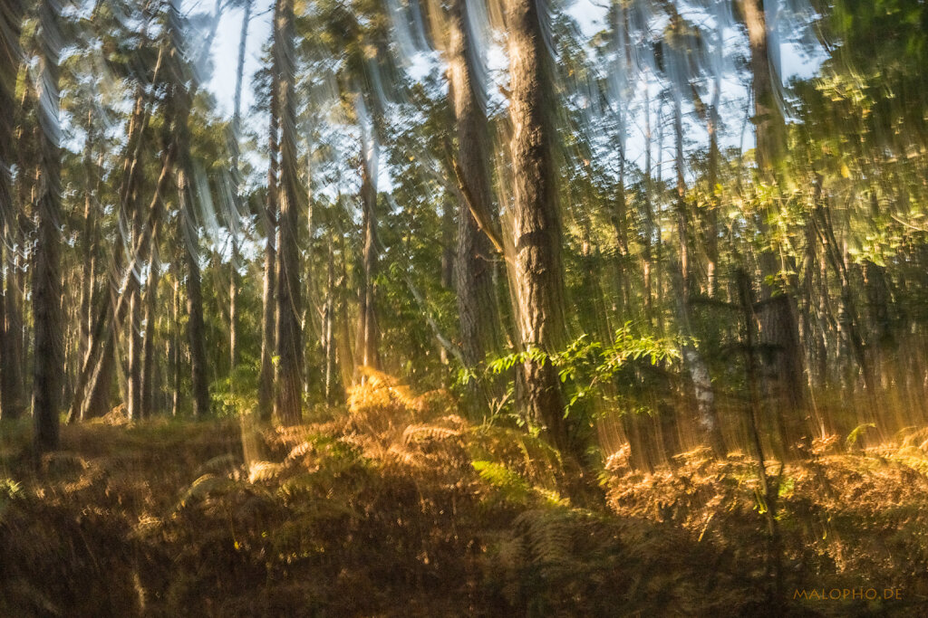 Malerischer Darßwald