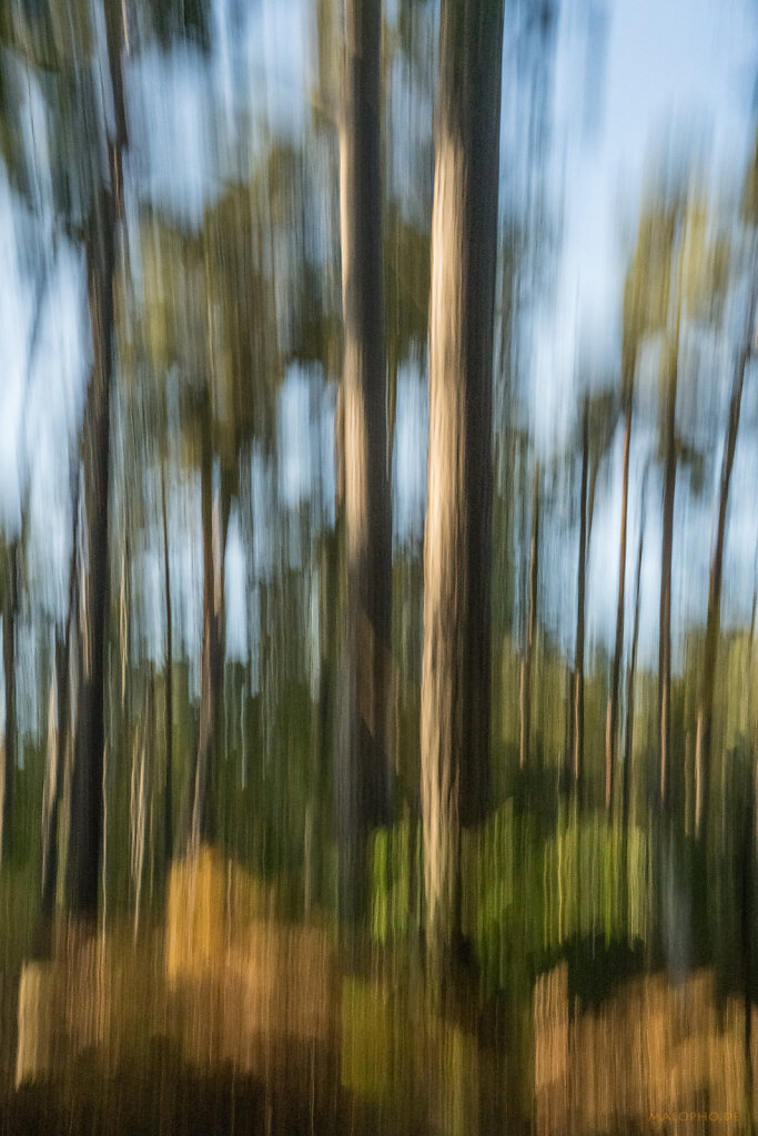 Malerischer Darßwald