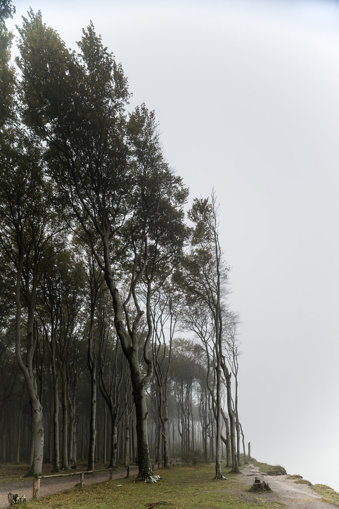 Gespensterwald