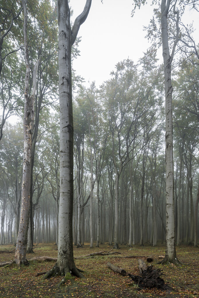 Gespensterwald