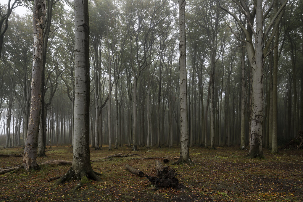 Gespensterwald