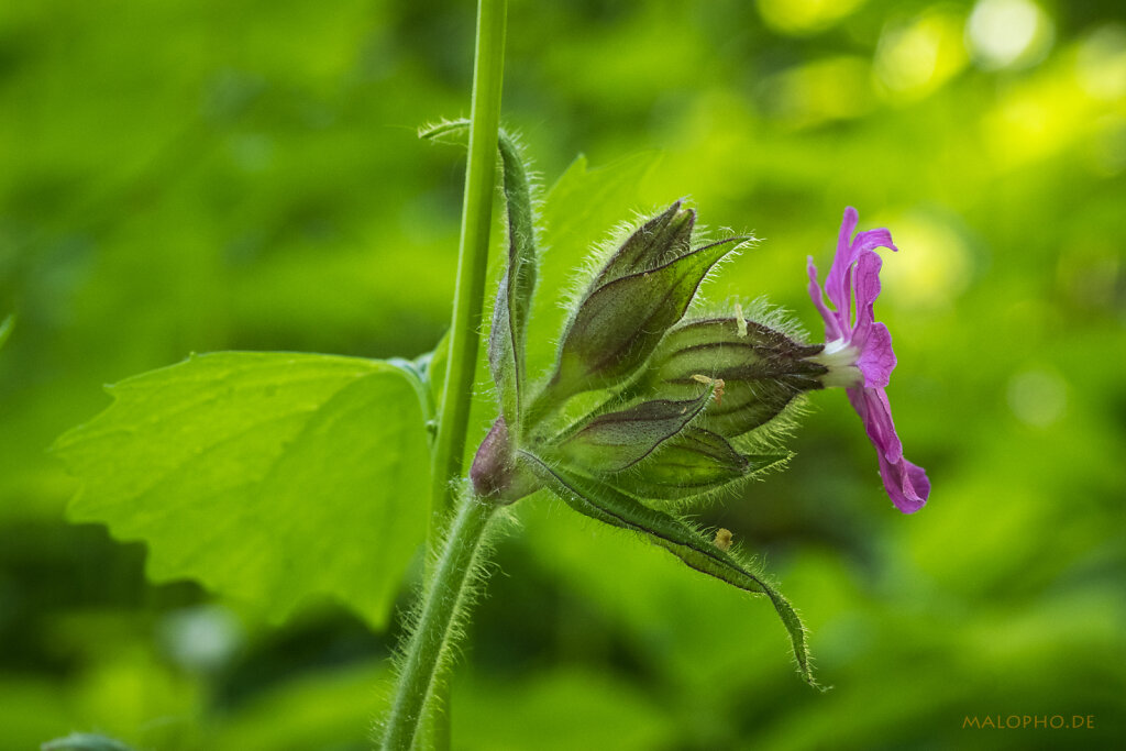 Naturfoto Kiel 2024